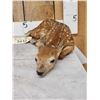 Image 2 : Baby Whitetail Fawn Full Body Taxidermy Mount