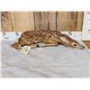 Image 3 : Baby Whitetail Fawn Full Body Taxidermy Mount