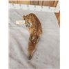 Image 4 : Baby Whitetail Fawn Full Body Taxidermy Mount