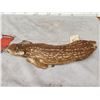Image 5 : Baby Whitetail Fawn Full Body Taxidermy Mount