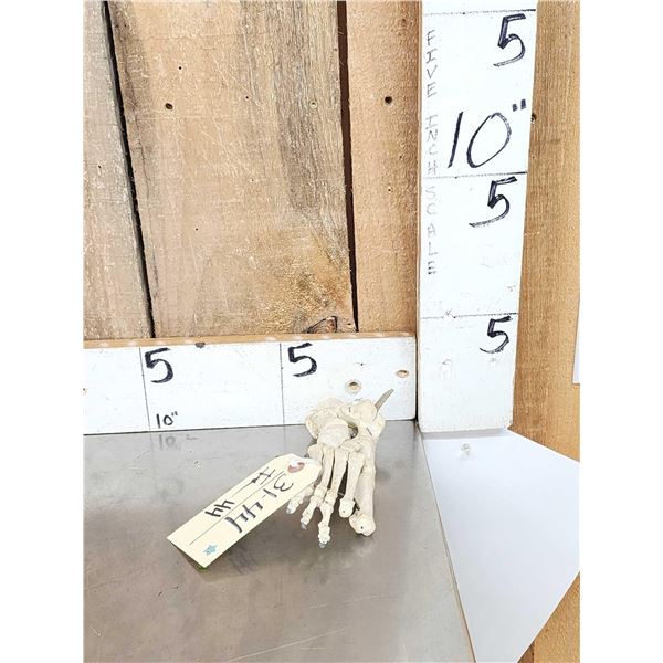 Authentic Articulated Human Foot Bones