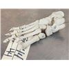 Image 4 : Authentic Articulated Human Foot Bones
