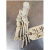 Image 5 : Authentic Articulated Human Foot Bones