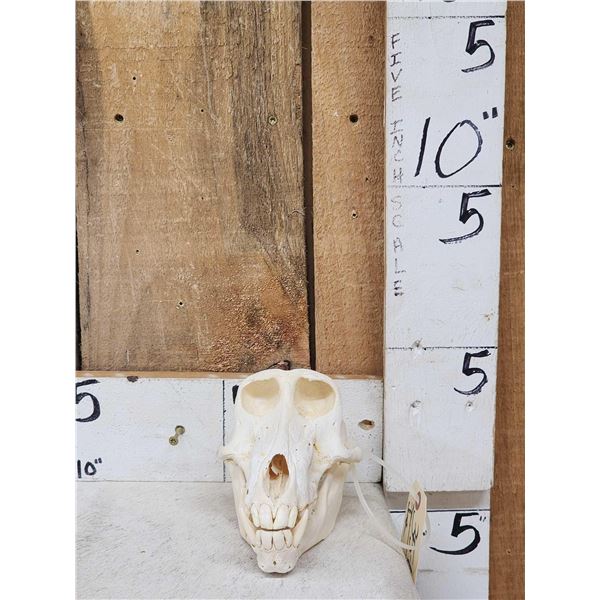 African Baboon Skull Taxidermy