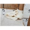 Image 2 : African Baboon Skull Taxidermy