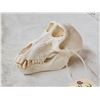 Image 3 : African Baboon Skull Taxidermy