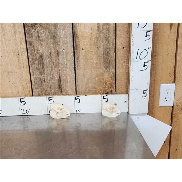 2 African Hyrax Skulls Taxidermy