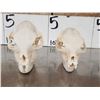 Image 4 : 2 African Hyrax Skulls Taxidermy