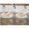 Image 5 : 2 African Hyrax Skulls Taxidermy