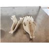 Image 6 : 2 African Hyrax Skulls Taxidermy