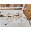 Image 2 : 2 Soft Tanned Goat Skins Taxidermy