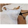 Image 4 : 2 Soft Tanned Goat Skins Taxidermy
