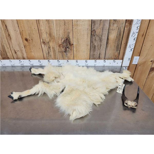 Mountain Goat Half Body Cape & Horns Taxidermy