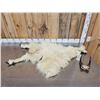 Image 1 : Mountain Goat Half Body Cape & Horns Taxidermy