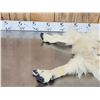 Image 2 : Mountain Goat Half Body Cape & Horns Taxidermy