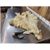 Image 3 : Mountain Goat Half Body Cape & Horns Taxidermy