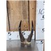 Image 4 : Mountain Goat Half Body Cape & Horns Taxidermy