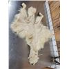 Image 5 : Mountain Goat Half Body Cape & Horns Taxidermy