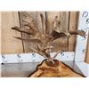 Image 3 : Live Edge Wood & Antler Sculpture