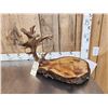 Image 4 : Live Edge Wood & Antler Sculpture