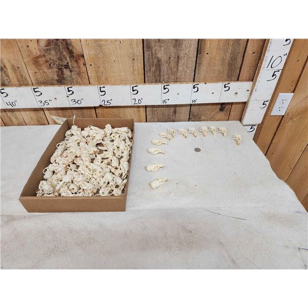 100 Muskrat Skulls Taxidermy