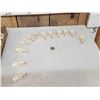 Image 2 : 100 Muskrat Skulls Taxidermy