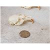Image 3 : 100 Muskrat Skulls Taxidermy