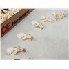 Image 4 : 100 Muskrat Skulls Taxidermy
