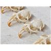 Image 6 : 100 Muskrat Skulls Taxidermy