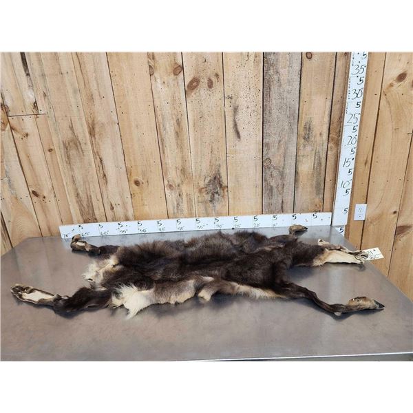 Alpine Chamois Cape For Full Body Taxidermy