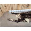 Image 2 : Alpine Chamois Cape For Full Body Taxidermy