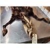 Image 3 : Alpine Chamois Cape For Full Body Taxidermy