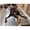 Image 4 : Alpine Chamois Cape For Full Body Taxidermy
