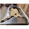 Image 5 : Alpine Chamois Cape For Full Body Taxidermy