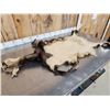 Image 6 : Alpine Chamois Cape For Full Body Taxidermy