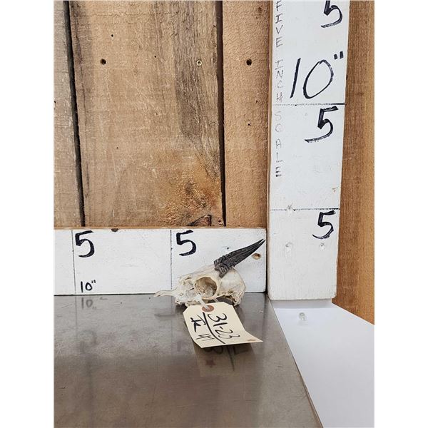 African Kirks Dik Dik Skull Taxidermy