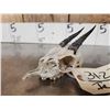 Image 4 : African Kirks Dik Dik Skull Taxidermy