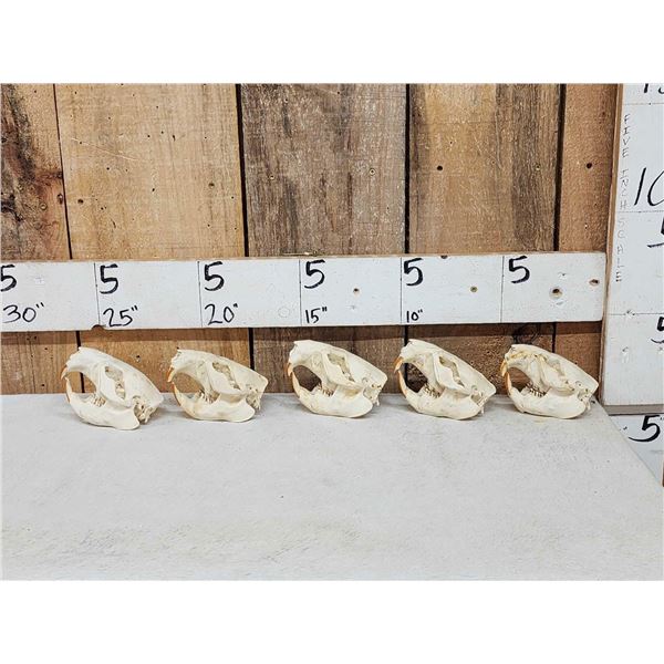 5 Beaver Skulls Taxidermy