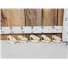 Image 1 : 5 Beaver Skulls Taxidermy