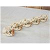 Image 3 : 5 Beaver Skulls Taxidermy