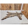 Image 1 : Bobcat Rug Taxidermy