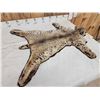 Image 3 : Bobcat Rug Taxidermy