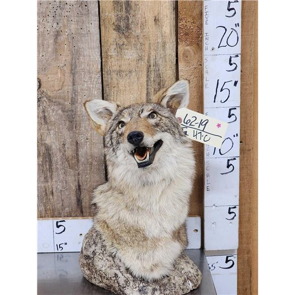 Coyote Table Top Bust Taxidermy