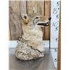 Image 3 : Coyote Table Top Bust Taxidermy