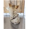 Image 4 : Coyote Table Top Bust Taxidermy