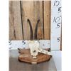 Image 1 : Baltic Chamois Skull Taxidermy