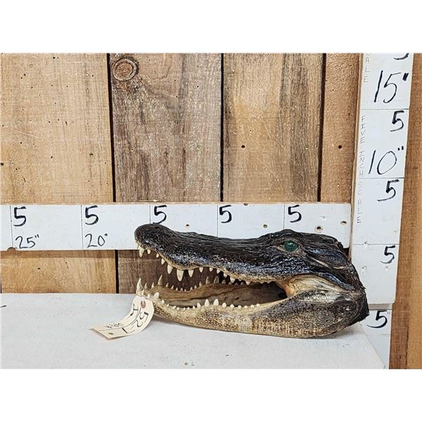 Alligator Head Taxidermy