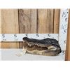 Image 1 : Alligator Head Taxidermy