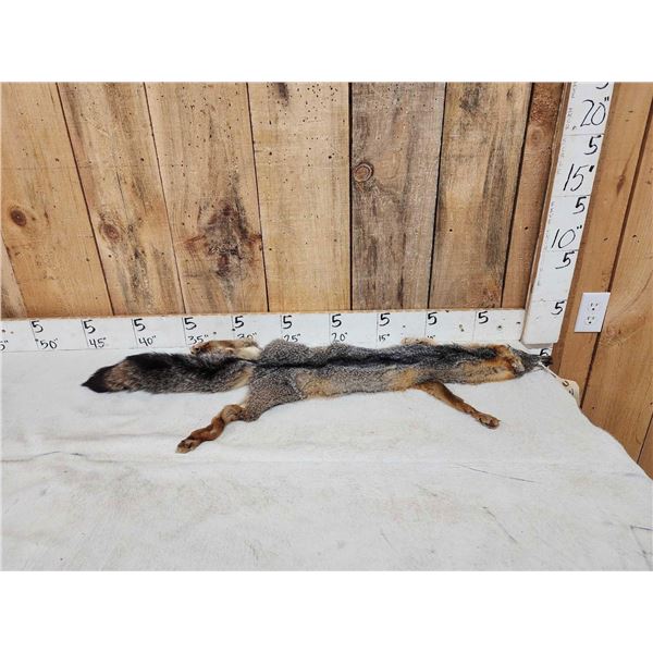 Swift Fox Soft Tanned Fur Taxidermy