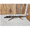 Image 1 : Swift Fox Soft Tanned Fur Taxidermy